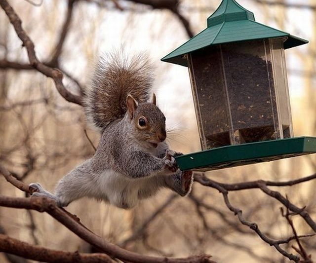 squirrel in action