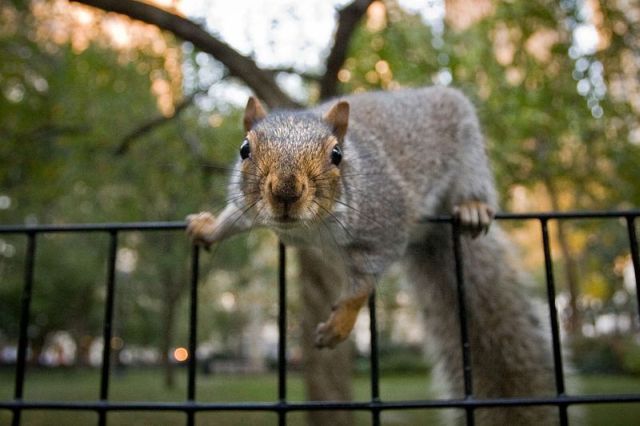 squirrel in action