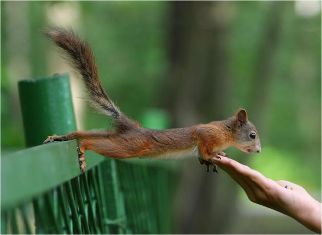 squirrel in action