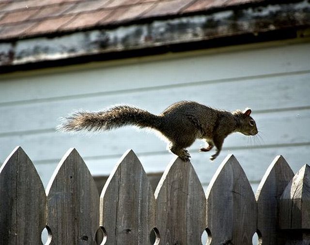 squirrel in action