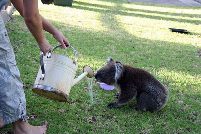 koalas search for water