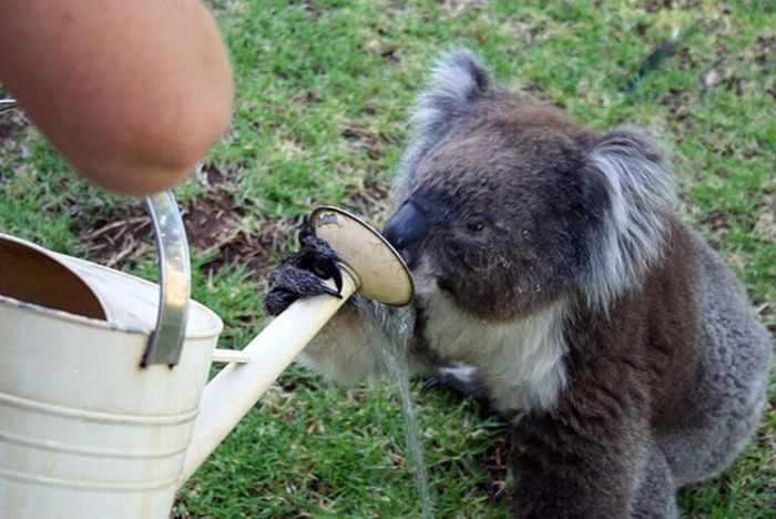 koalas search for water