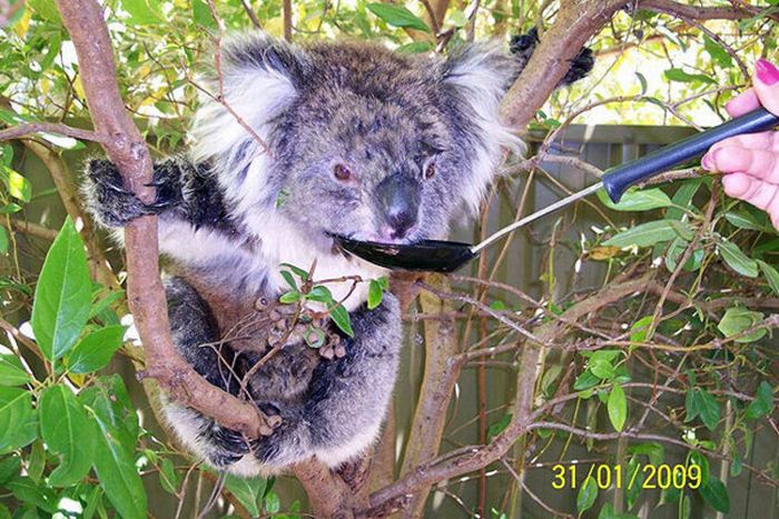 koalas search for water