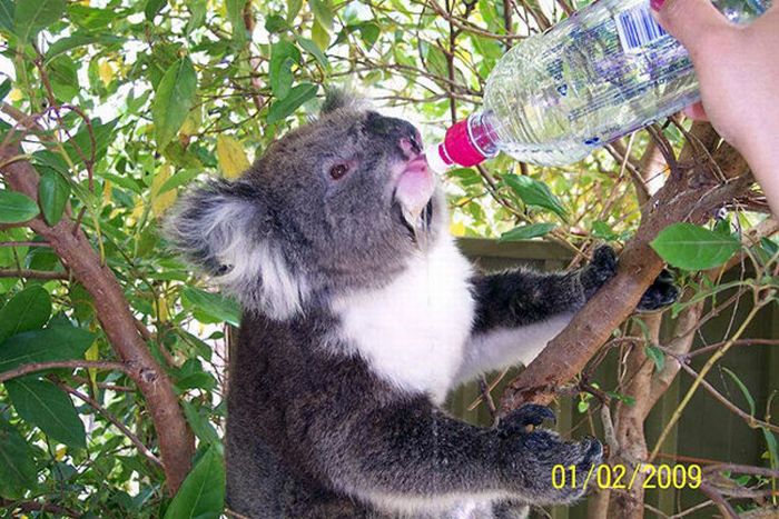 koalas search for water