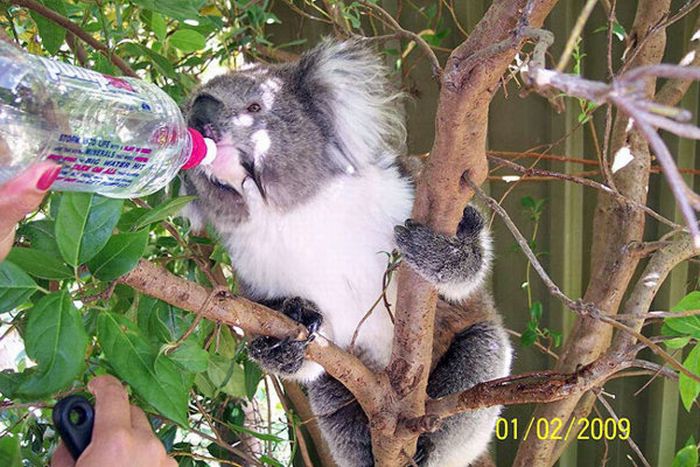 koalas search for water