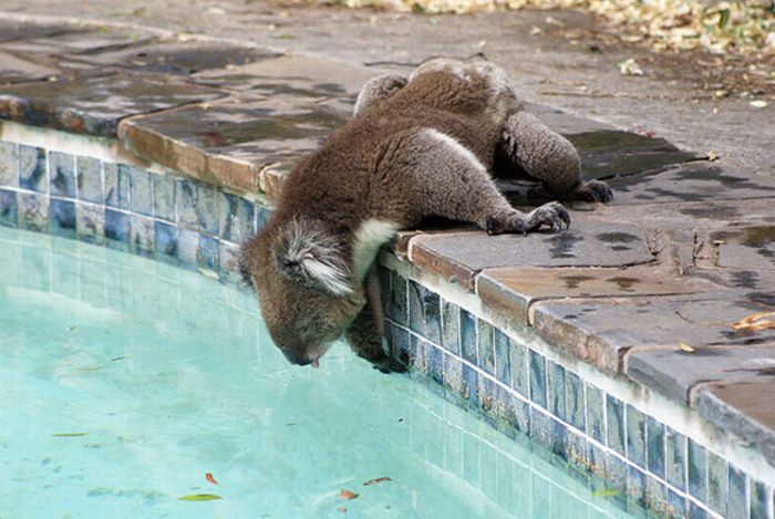 koalas search for water