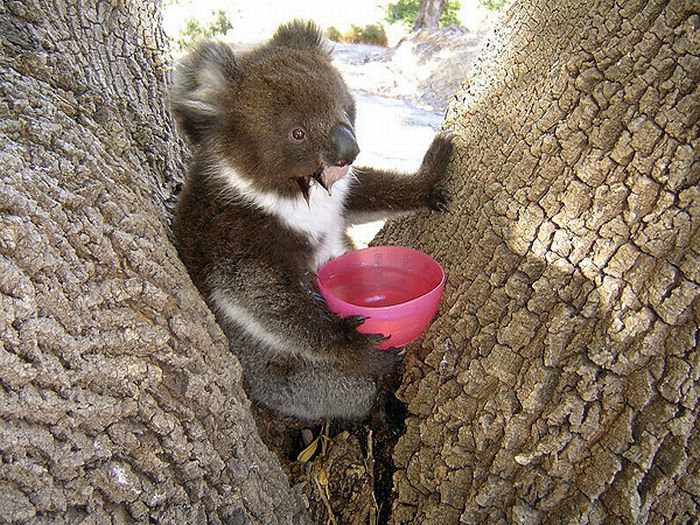 koalas search for water