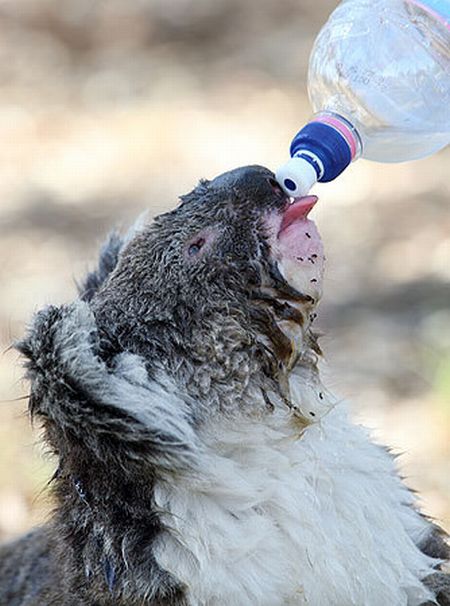 koalas search for water