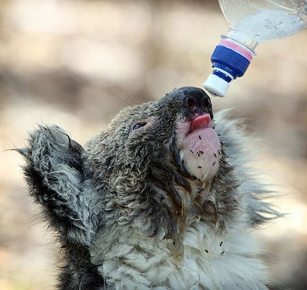 koalas search for water