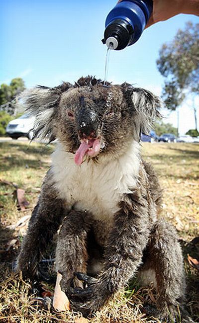 koalas search for water