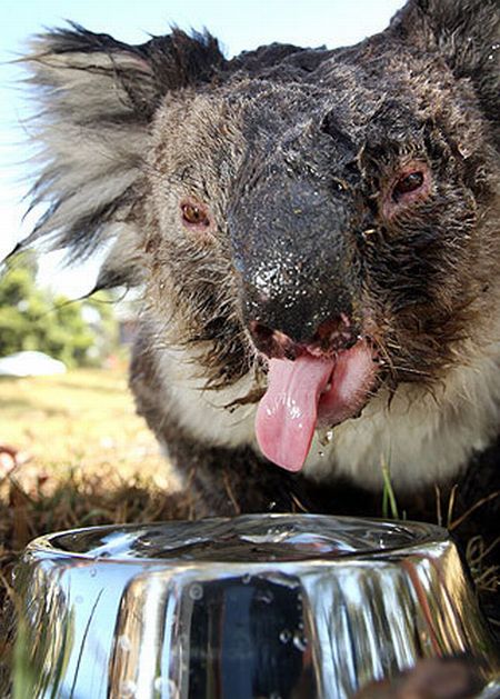 koalas search for water