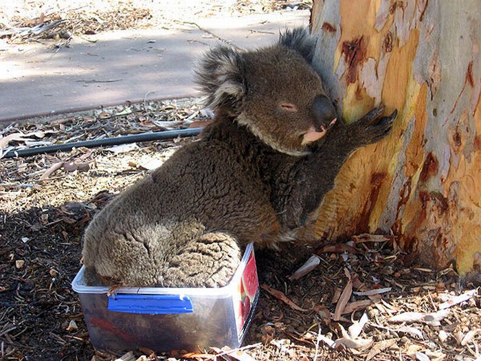 koalas search for water