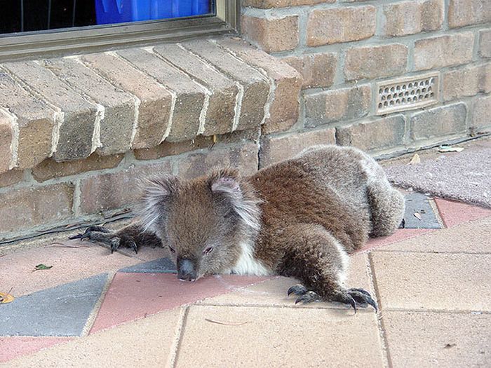 koalas search for water