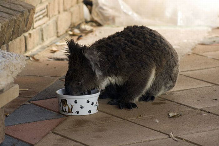 koalas search for water