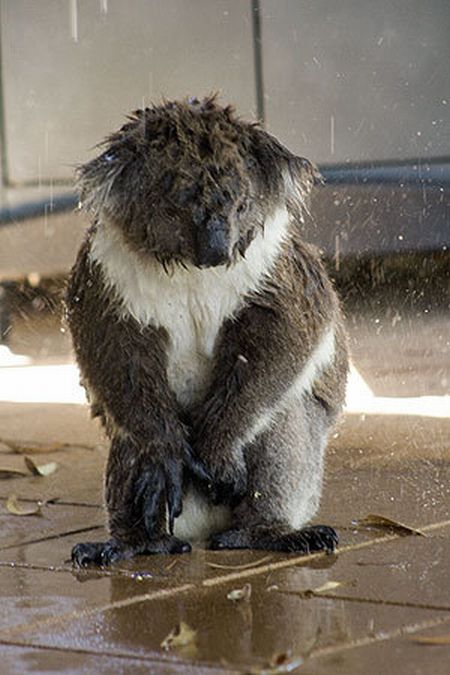 koalas search for water