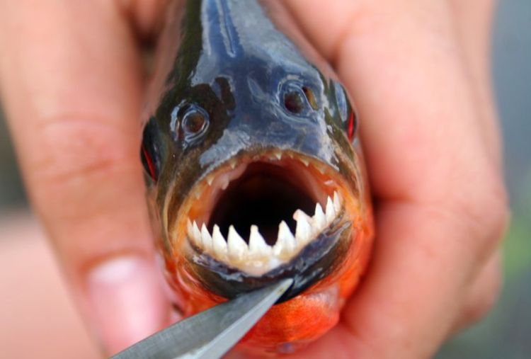 piranhas