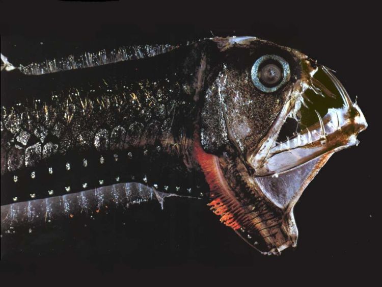 piranhas