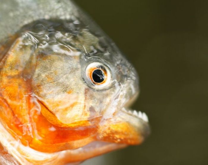 piranhas