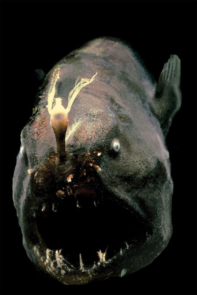 piranhas