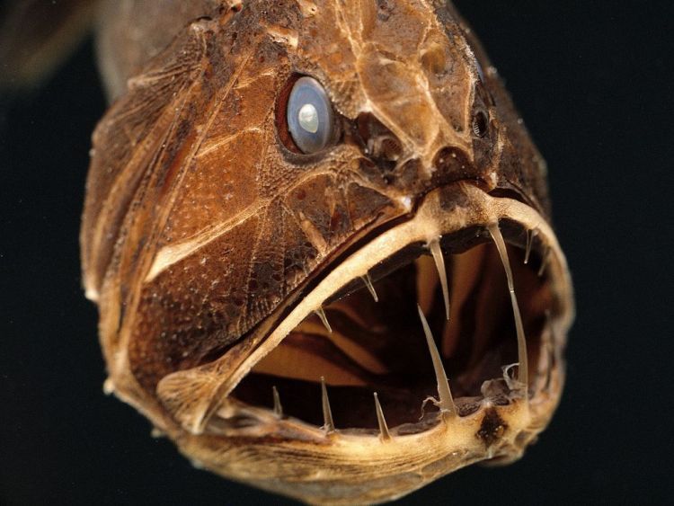piranhas