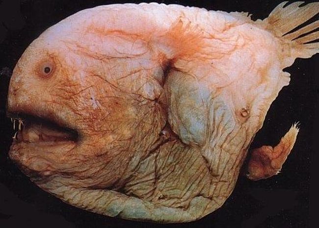 piranhas