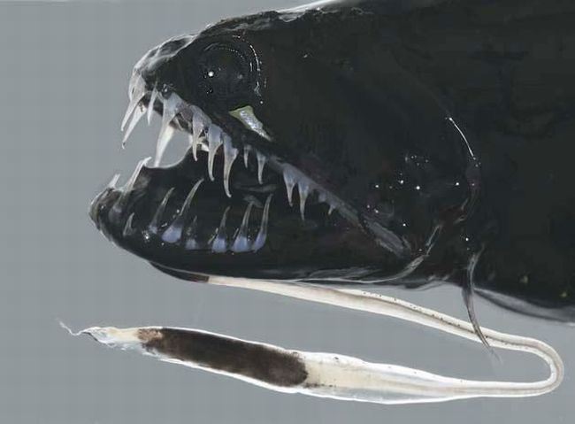 piranhas