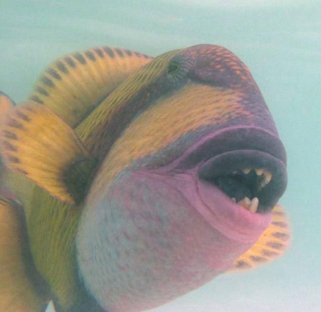 piranhas