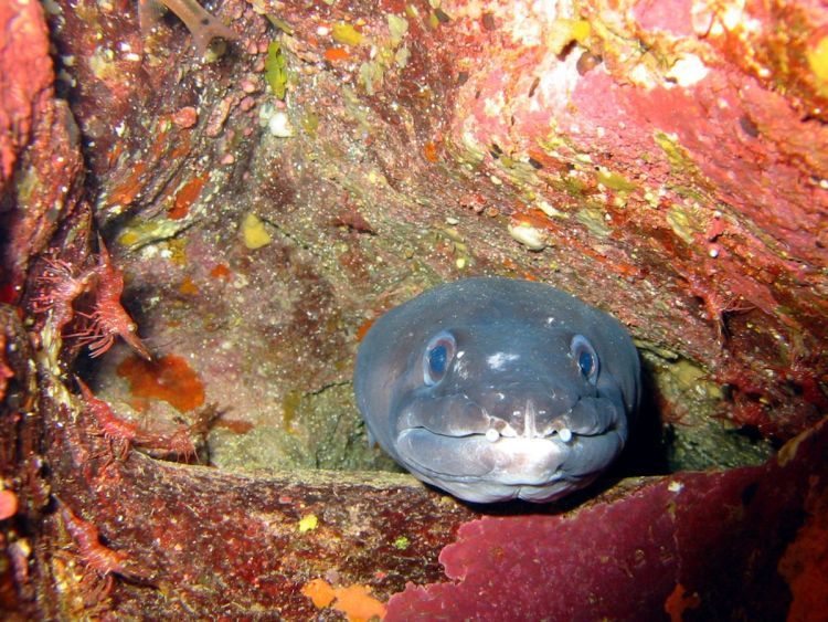 piranhas