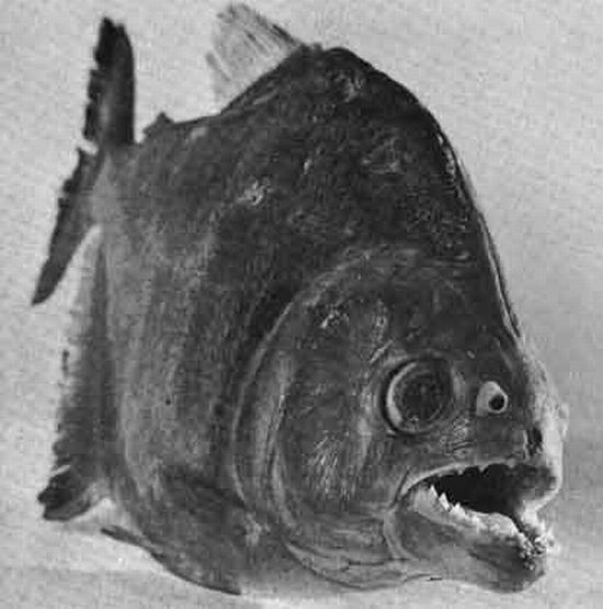 piranhas
