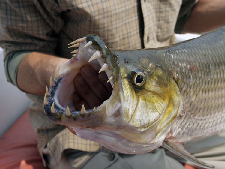 piranhas