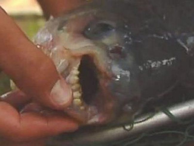 piranhas