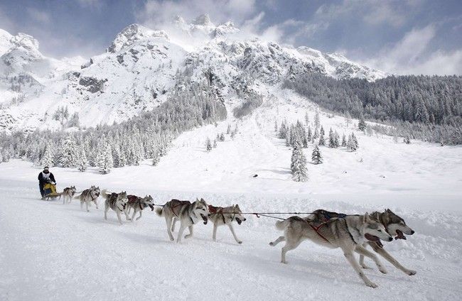 sledding dogs