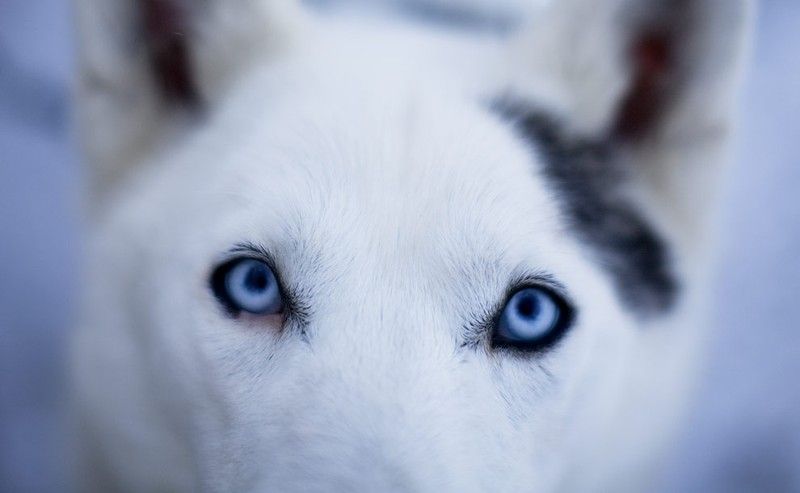 sledding dogs