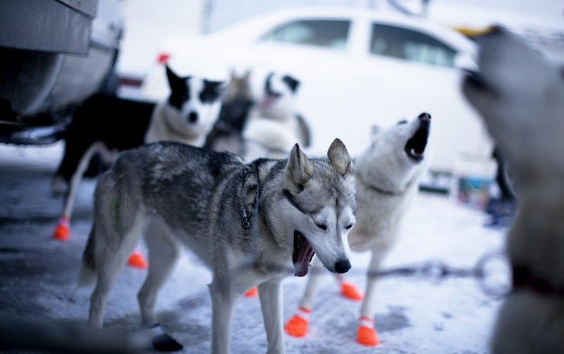 sledding dogs