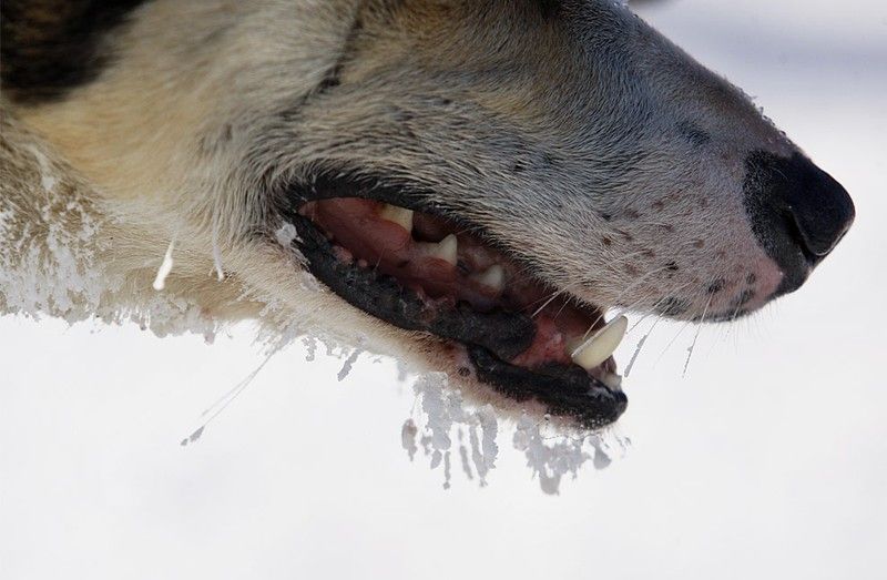 sledding dogs