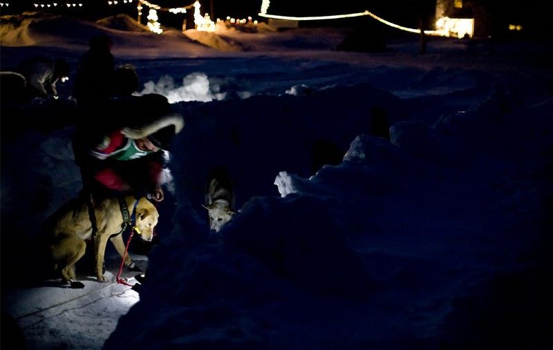 sledding dogs