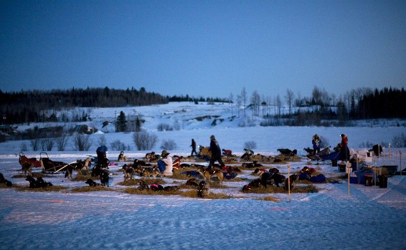 sledding dogs