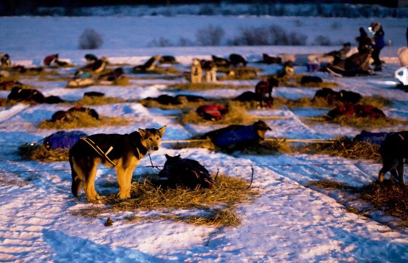 sledding dogs