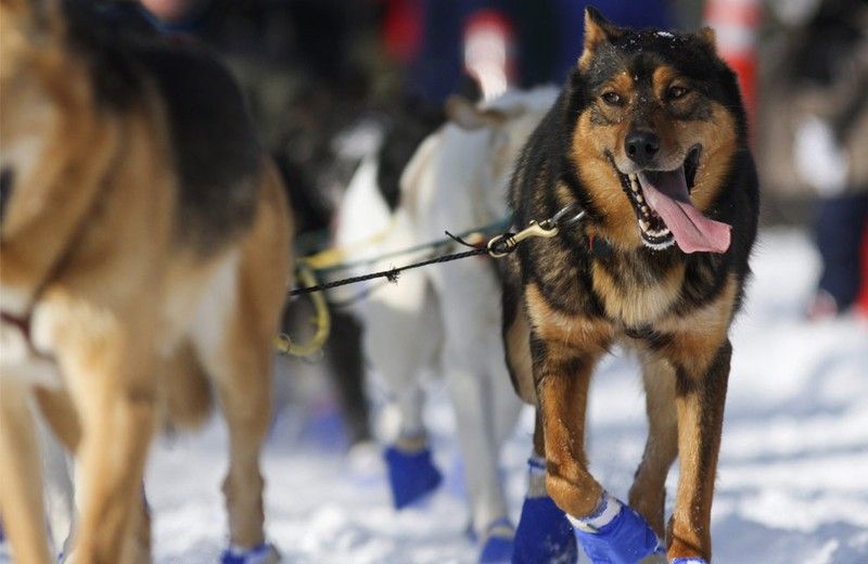 sledding dogs