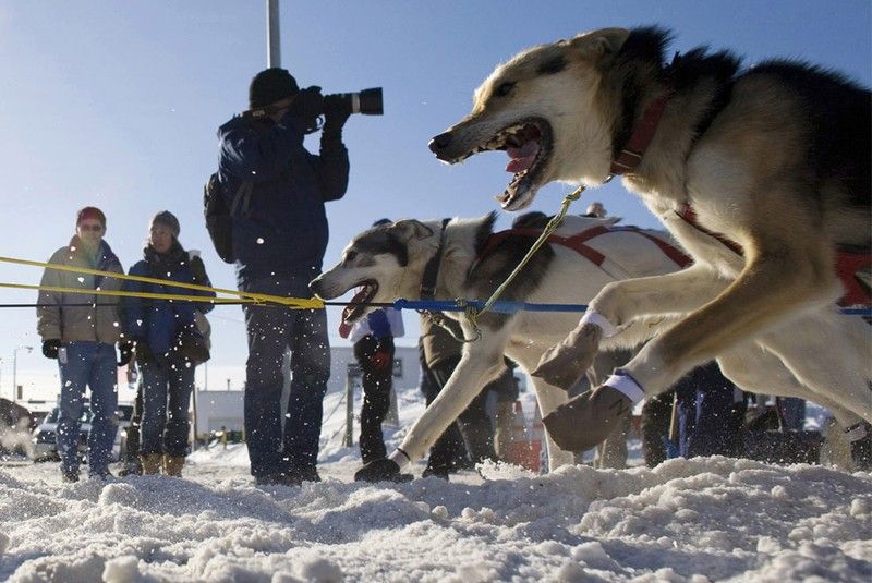 sledding dogs