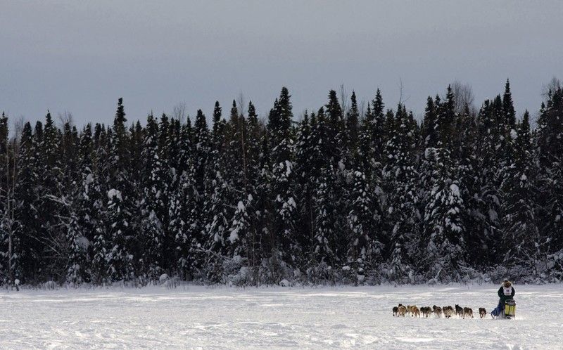 sledding dogs