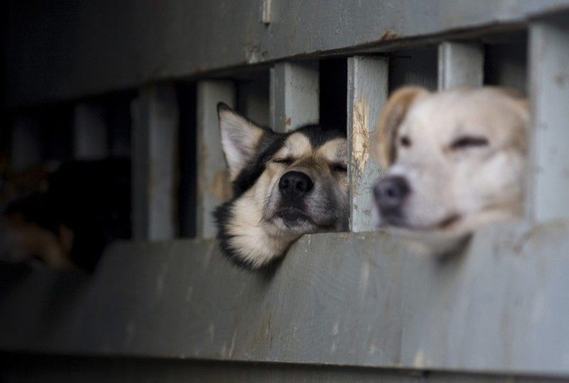 sledding dogs