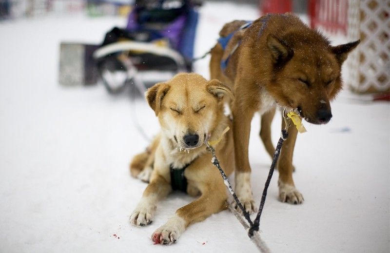 sledding dogs