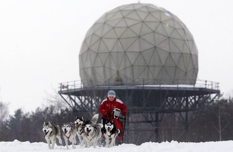 sledding dogs