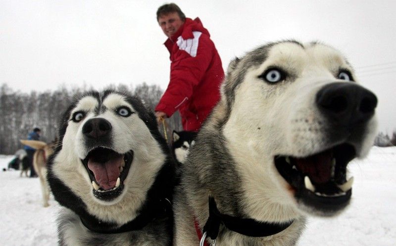 sledding dogs