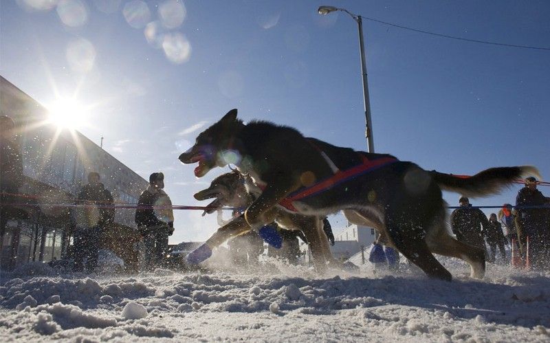 sledding dogs