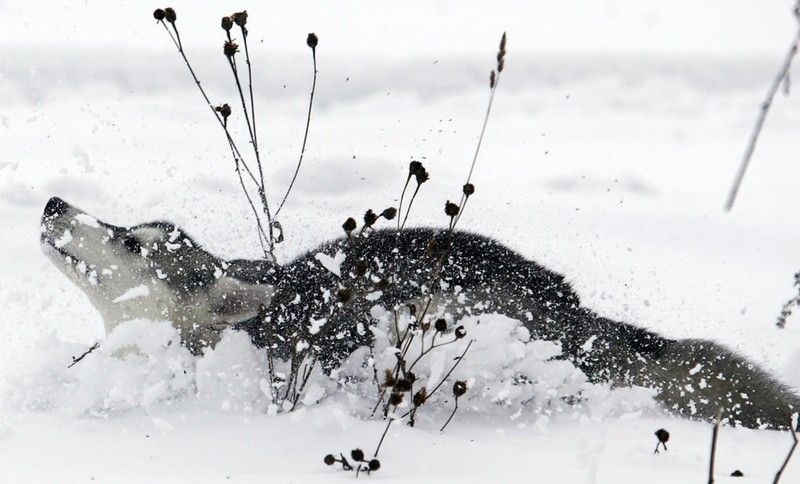 sledding dogs