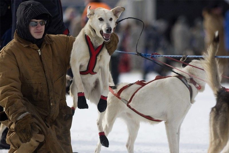 sledding dogs