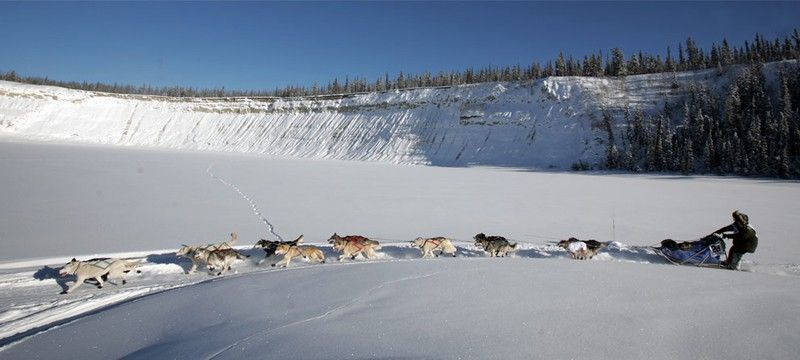 sledding dogs