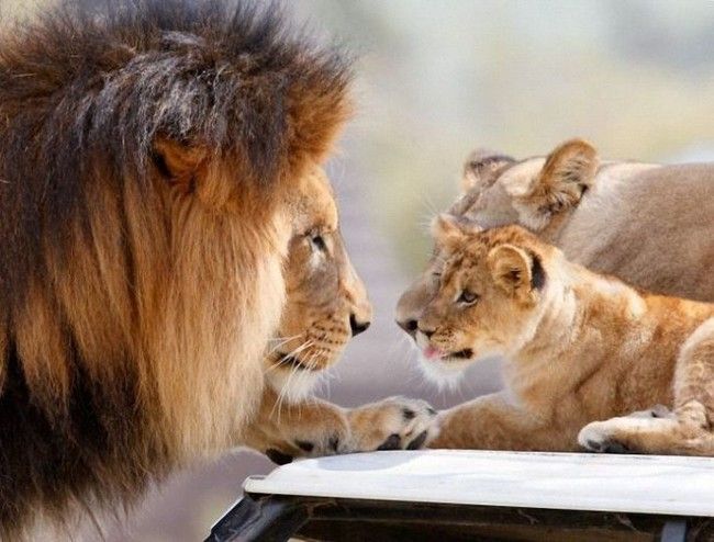 lion love